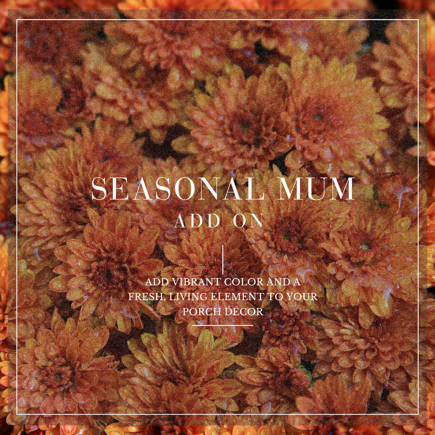 Add On | Seasonal Mum
